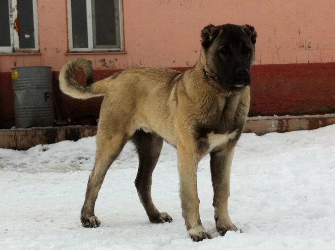 To najniebezpieczniejsze psy. Są w specjalnym wykazie ras agresywnych