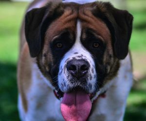 Bernardyn rzucił się na 11-latkę wracającą ze szkoły