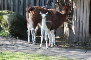 Baby boom w myślęcińskim zoo. Przystań cichutko, a usłyszysz młode wilki