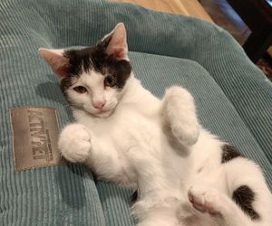 Tramwajowe koty szukają domu. Fabryka Mruczenia, mały Duńczyk i spółka polecają się do adopcji.