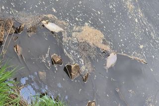 Śnięte ryby wyołowiono z Gostyni