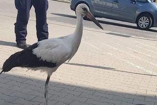 Policjanci pomogli młodemu bocianowi. Ptak stał na przysklepowym parkingu w Jarosławiu [ZDJĘCIA] 