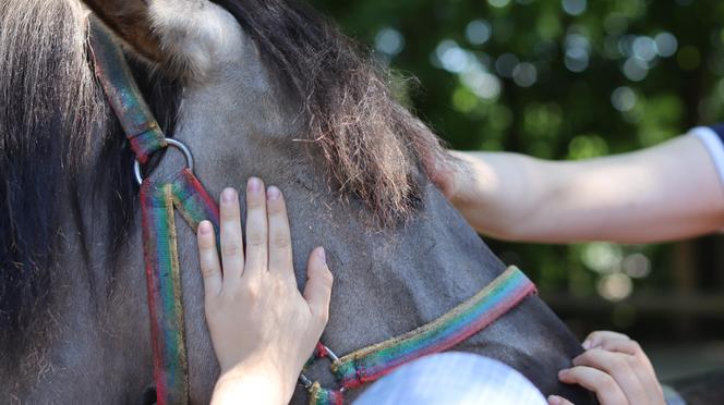 Jarmark koński w lubelskim skansenie przyciągnął tłumy