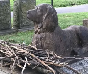 Grób psa, który zmarł 100 lat temu. Zamiast zniczy ludzie przynoszą mu patyki! 