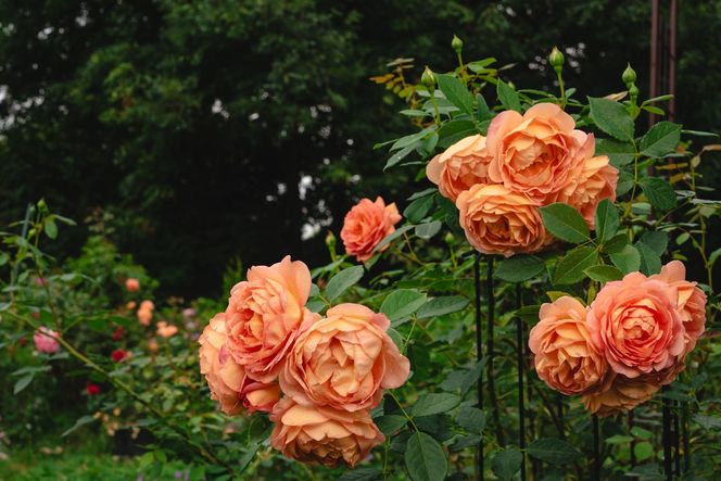 Róża herbaciana 'Lady of Shalott'