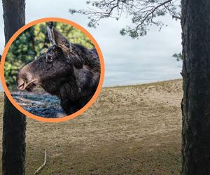 Niesamowite spotkanie na plaży. Łoś pojawił się w Gdańsku