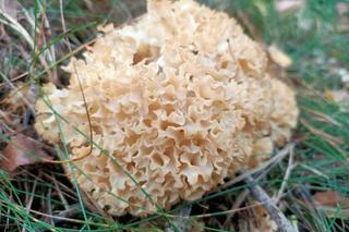 Siedzuń sosnowy. Grzyb wyglądający jak kalafior w polskich lasach [ZDJĘCIA]