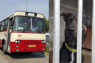 Zabytkowy autosan MZK w Lesznie będzie woził do Schroniska dla Bezdomnych Zwierząt w Henrykowie