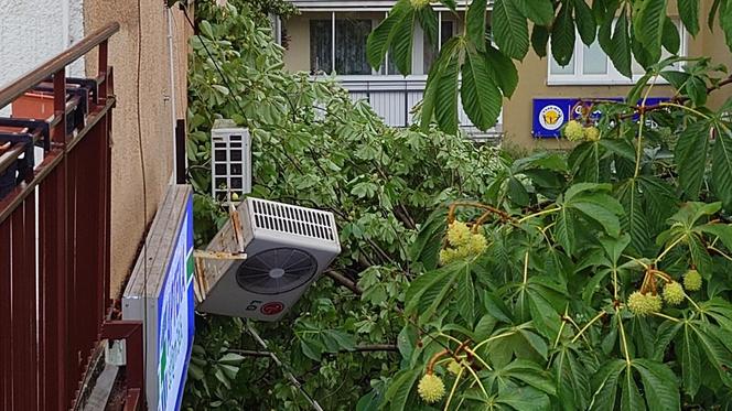 Powalone drzewo po burzy