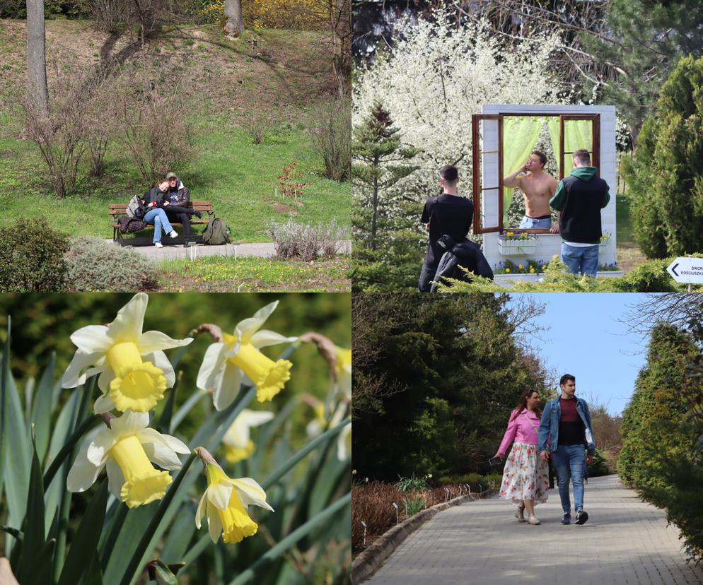 Ogród Botaniczny w Lublinie otwarty! Wszędzie widać wiosnę [GALERIA]