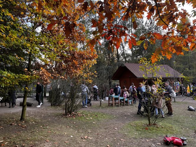 Zagroda 3 siostry w Kamieniu przyciągnęła całe rodziny w ciepły jesienny weekend ZDJĘCIA