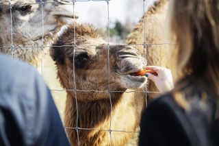 W Zoo Borysew urodziła się mała wielbłądzica