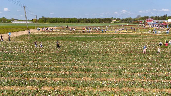 Święto Tulipanów 2025