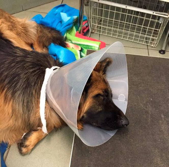 Pies uratował Durczoka. Teraz Durczok ratuje psa