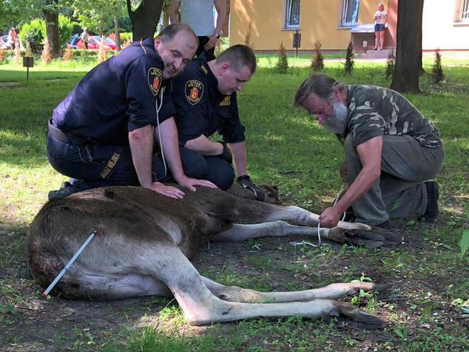 Łoś został uśpiony i wywieziony do Kampinosu