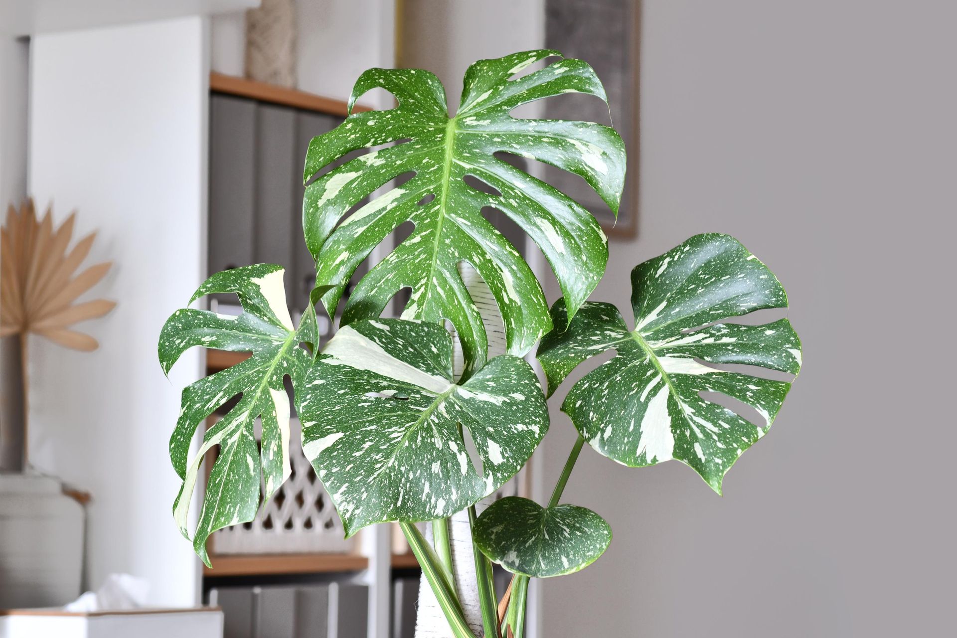 philodendron red princess Philodendron 'Sun Red' main image 1