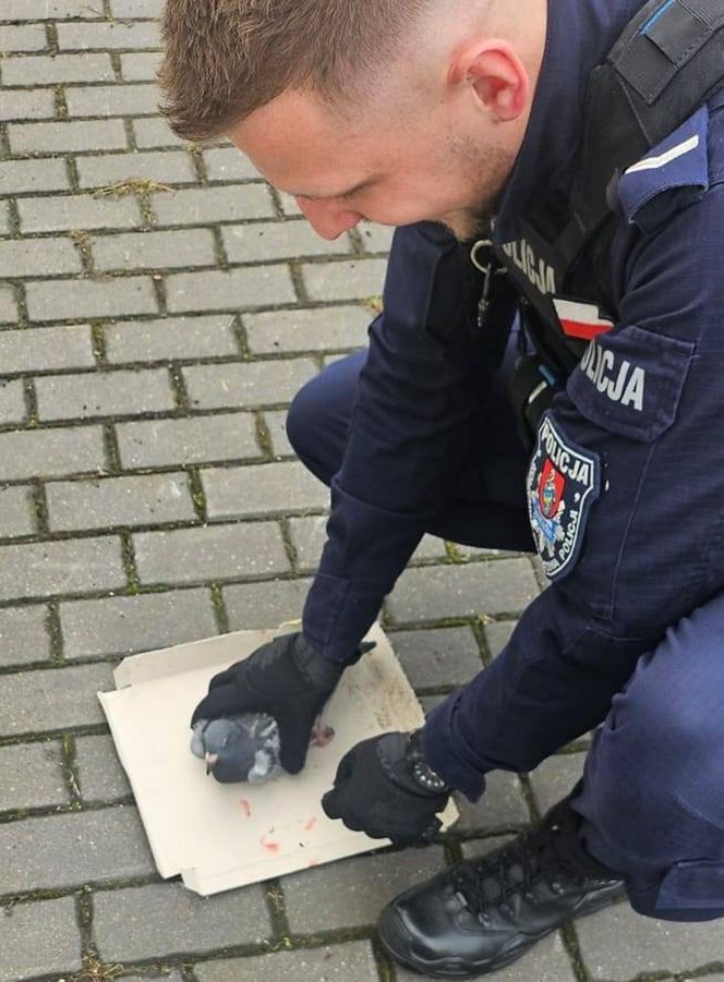 Policjanci o gołębich sercach
