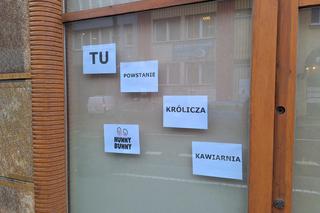 Królicza kawiarnia Hunny Bunny powstanie w Rzeszowie. Będzie limit wiekowy? 