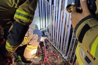 ​Nietypowa akcja strażników i strażaków z Leszna. Uratowali jeża uwięzionego w ogrodzeniu