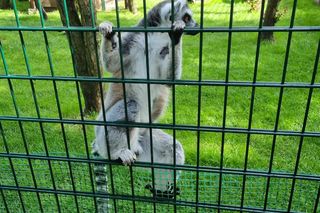 ZOO w Nowym Tomyślu 