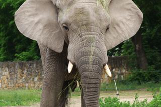 Impreza w zoo! Słoń Leon świętuje „osiemnastkę”