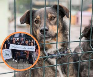 Tiktoker zebrał pieniądze na olsztyńskie schronisko dla zwierząt… nic nie robiąc