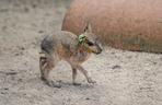 To nie królik ani zając. We wrocławskim zoo można oglądać urocze mary patagońskie