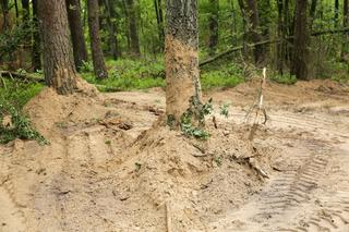 Masowe groby z prochami ofiar KL Soldau. Przerażające odkrycie w lesie białuckim! [ZDJĘCIA]