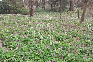Wiosna budzi się w Arboretum w Bolestraszycach