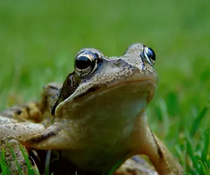  Jedzenie żabich udek w UE zagraża istnieniu wielu gatunków żab na świecie!