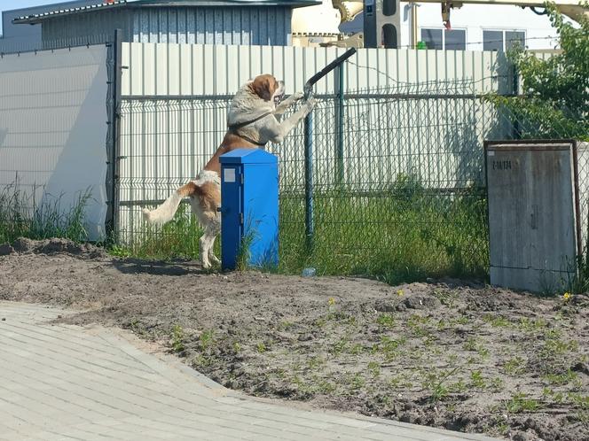 Wejherowo: Krnąbrny pies uciekł z kojca na oczach strażników miejskich. ‘Dla niego nie ma przeszkody nie do pokonania’ 