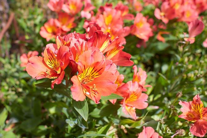 Alstroemeria