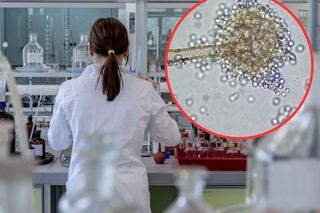Grzyb-ludożerca zje cię od środka. Naukowcy ostrzegają przed globalnym zagrożeniem