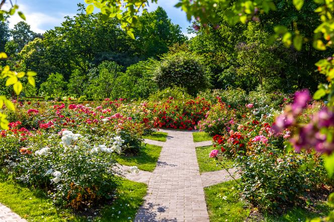 7 najładniejszych ogrodów botanicznych w Polsce. Kiedy je odwiedzić i gdzie są?