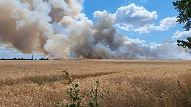 Pożar zboża na pniu w Baczynie pod Gorzowem