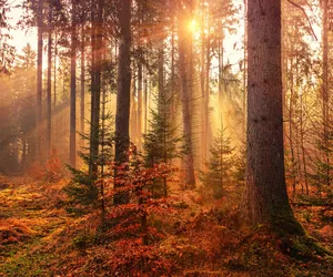 Te rezerwaty przyrody na Lubelszczyźnie musisz odwiedzić jesienią!