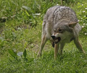 Wilki w rejonie Puszczy Knyszyńskiej. Mieszkańcy alarmują