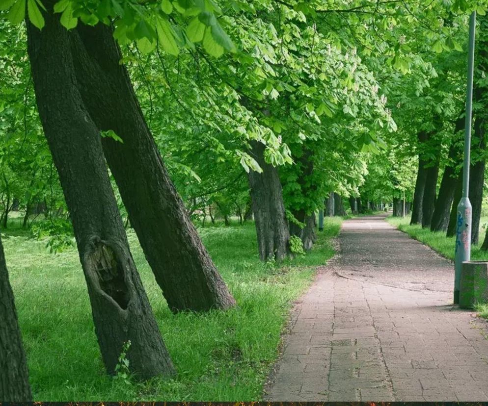 Gdański park w rejestrze zabytków! To jeden z najstarszych parków w mieście