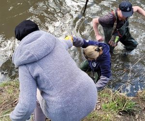 Nutrie w Rybniku są już odławiane