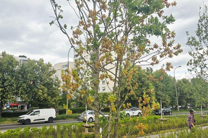 Dęby zaatakowane przez szkodniki