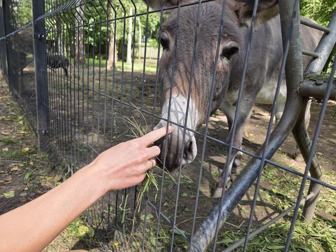 Zaglądamy do mieszkańców bydgoskiego ZOO. Kto mieszka w sercu Myślęcinka?