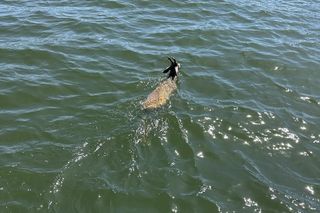 Młody jelonek wpadł do kanału portowego w Gdańsku. Uratowała go załoga Pioruna