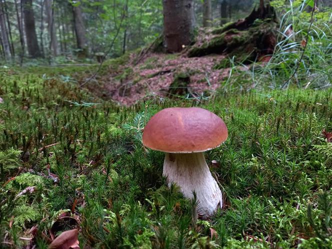 Rosną jak grzyby po deszczu! Grzybiarze szykują się na żniwa