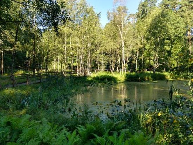 Leśne Arboretum w Kudypach. Jedno z piękniejszych miejsc na Warmii [ZDJĘCIA]