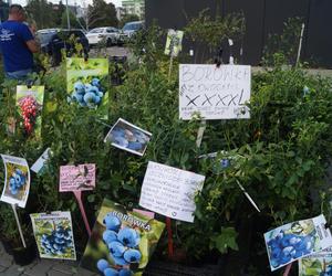 Jesienny Kiermasz Ogrodniczy 2023. Tłumy przy bydgoskim Torbydzie [ZDJĘCIA]