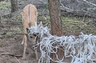  Młody daniel zaplątał się w siatki. Pomogli strażnicy z Gostynia i łowczy [ZDJĘCIA]