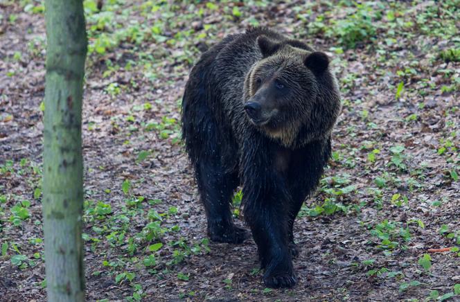 niedźwiedź niewypał zoo poznań