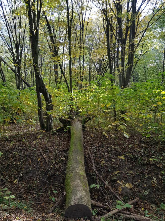 Las Zwierzyniecki w jesiennej odsłonie. Leśna dżungla w sercu Białegostoku [ZDJĘCIA]