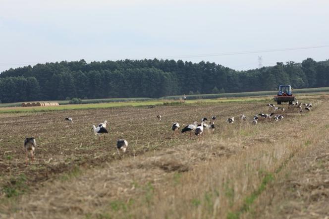 Tłoczno na sejmikach, ​ale nie chodzi o parlamentarzystów!