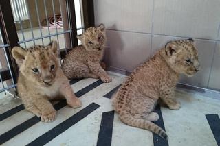 W połowie października w gdańskim zoo urodziły się trzy lwiątka.